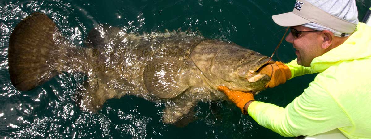 goliath grouper Florida guide Vero beach